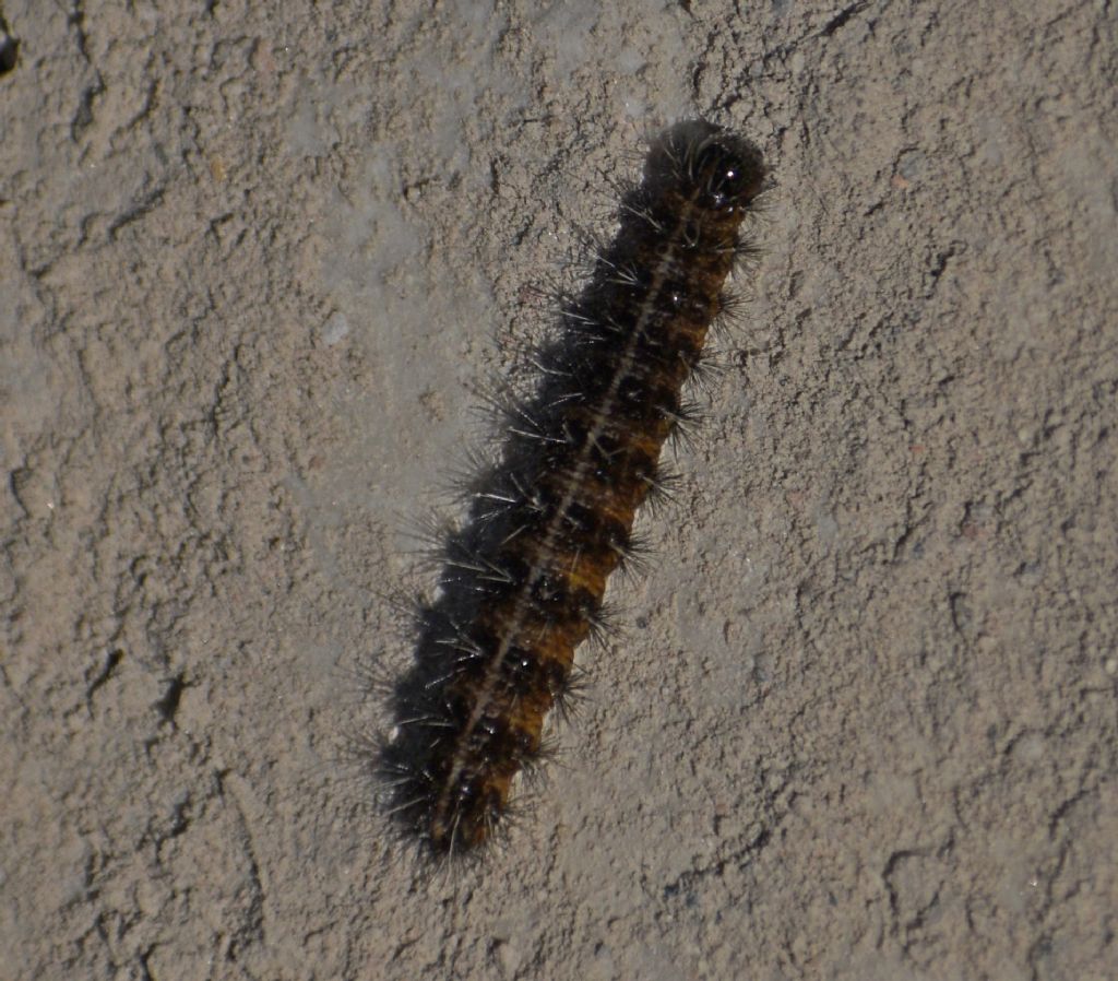 Bruco da identificare